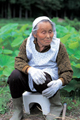 上宝町蔵柱／蓮畑で働く人 A Woman Working on a Lotus Farm, Kamitakara-cho Kurabashira