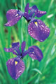 朝日町大廣／かきつばた Irises, Asahi-cho Ohiro