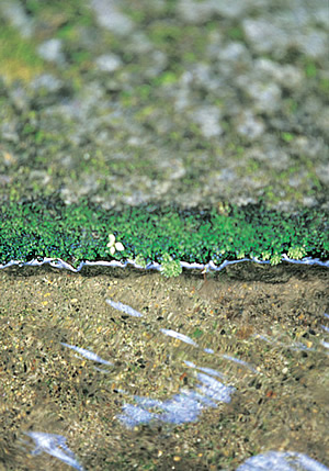 上三之町／側溝の清流 Roadside Stream, Kamisanno-machi